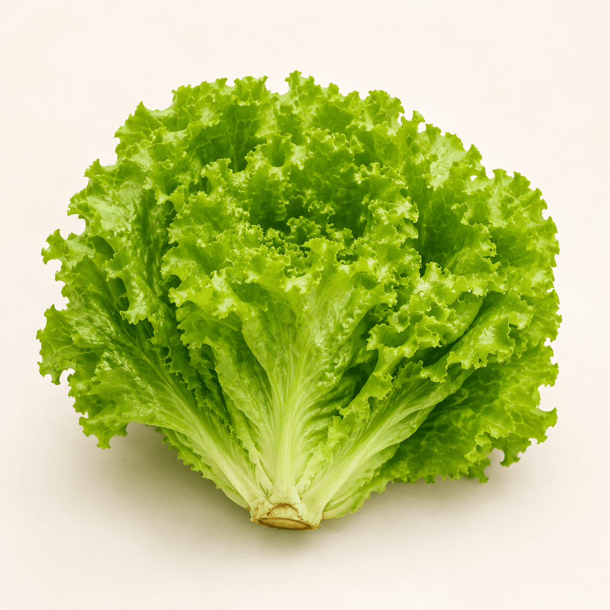 Imagen de Lechuga batavia