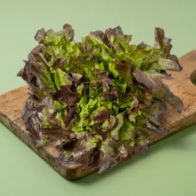 Imagen de Lechuga Hoja de Roble 1ud (350)